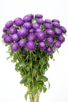 Picture of Aster - Bonita Light Blue